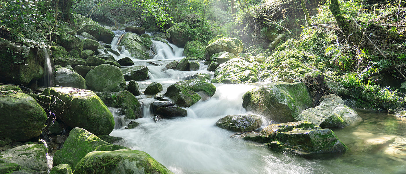 フレシャス木曽の成分の特徴はどうなの?